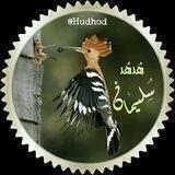 👌°`هـُدهــُد سـُـلـيـمـاَن ❆