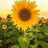 لوّن حياتڪ بالزهور🌻