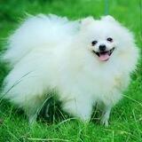 دنیای حیوانات 🐕🐥🐖🐳