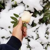 ديدنيها