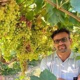 انگوروکشمش ایران