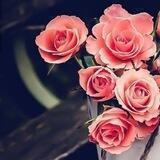 🌹رَفِيْقُ اَلْدَرْبِ🌹