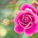 🌷المرأه والثقافه الزوجيه🌷