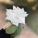 قبسات من نور