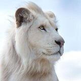 Wild Life 🐅