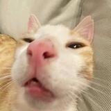 Котеки