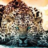 ♔ WALLPAPER ♔