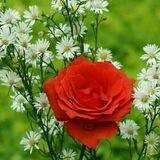 💡🍃نشر الخير للغير🍃💡