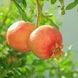 AGROBIZNES BLOGI
