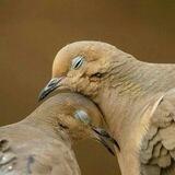 💖 کافه شاهی 💖