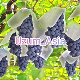 Uzum Asia 🍇