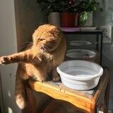 Будни редактора и кошки