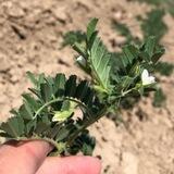 AGRO_Узбекистан