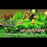 اکواریوم مروارید