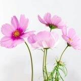 ؏ــــشــــق وســــهہـــــر🌸