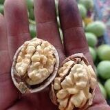 سولدوزتاج(حاجی زاده برترHB)