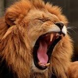 The Lions Den - Free charts and chats