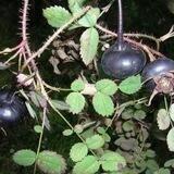 black dog rose