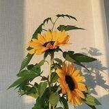 أرحح قلبك , 🌻