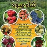 نهالستان شاه میوه