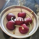ca-xelc! ˙𐃷˙