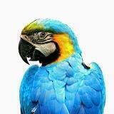 ㅤ🦜🦜 Lorochollo 🦜🦜
