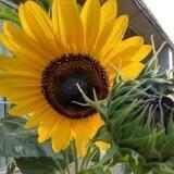 Gardening & Canning