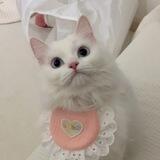 Котики 🤍