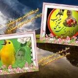 دکلمه های عندلیب