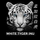 White Tyger Inu 孟加拉白虎 | BSC