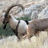 FREENET GOATS 🐐