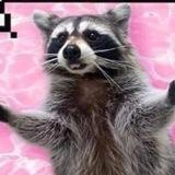 Raccoon dump