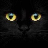 Black cats lovers