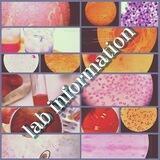 Laboratory Information معلومات مخبرية
