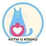 Коты и кошки