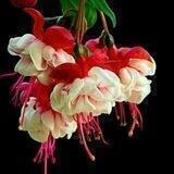 اشعارصوتی ترکی وفارسی🌹