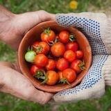 Des terrains pour des récoltes