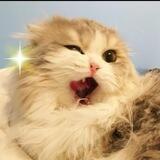 Бляцкие коты