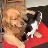 🍃🐱 ᒪOᐯᕮ ᑭᕮT 🐶💞🍃