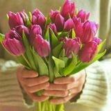 توليب_Tulip