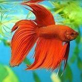 Aquarismo Brasil🐠🇧🇷