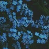 blue side