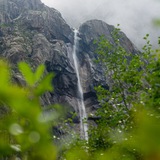 Farnphoto