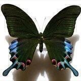Papillon.