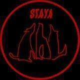 STAYA bureau