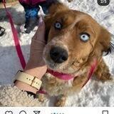 Добро!!!помощь животным