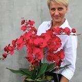 Цветы Растения Огород