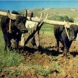 🌳فعالیتهای باغداری وویلاباغ ها🌳