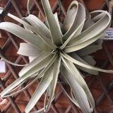Tillandsia