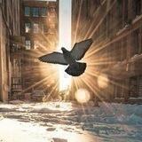 🕊 اندیشه پرواز 🕊